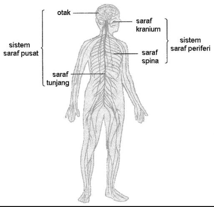 Perbedaan Saraf Pusat dan Saraf Perifer