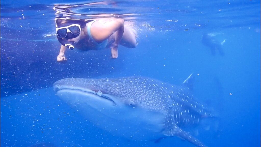 Discovering the Majestic Whale Shark at Saleh Bay: A Marine Adventure Awaits