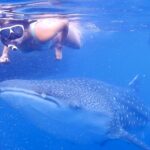 Discovering the Majestic Whale Shark at Saleh Bay: A Marine Adventure Awaits