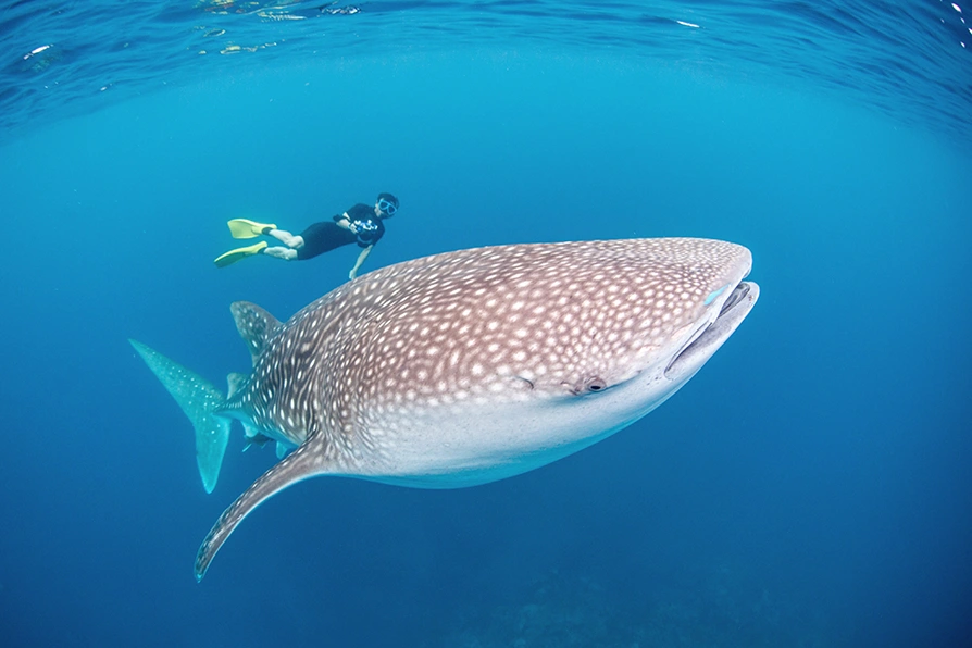 Whale Shark Tour Sumbawa: The Hidden Gem of Indonesia’s Marine Adventures