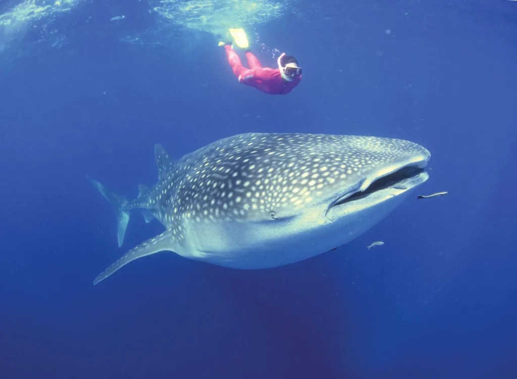 Whale Shark Trip Sumbawa: An Unforgettable Journey into Indonesia’s Wild Blue