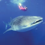 Whale Shark Trip Sumbawa: An Unforgettable Journey into Indonesia’s Wild Blue