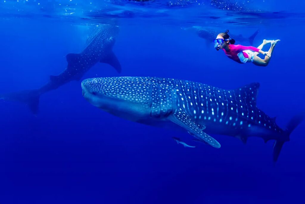 Swimming with Purpose: The Rise of Sumbawa Whale Shark Ethical Tourism