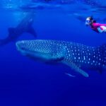Swimming with Purpose: The Rise of Sumbawa Whale Shark Ethical Tourism
